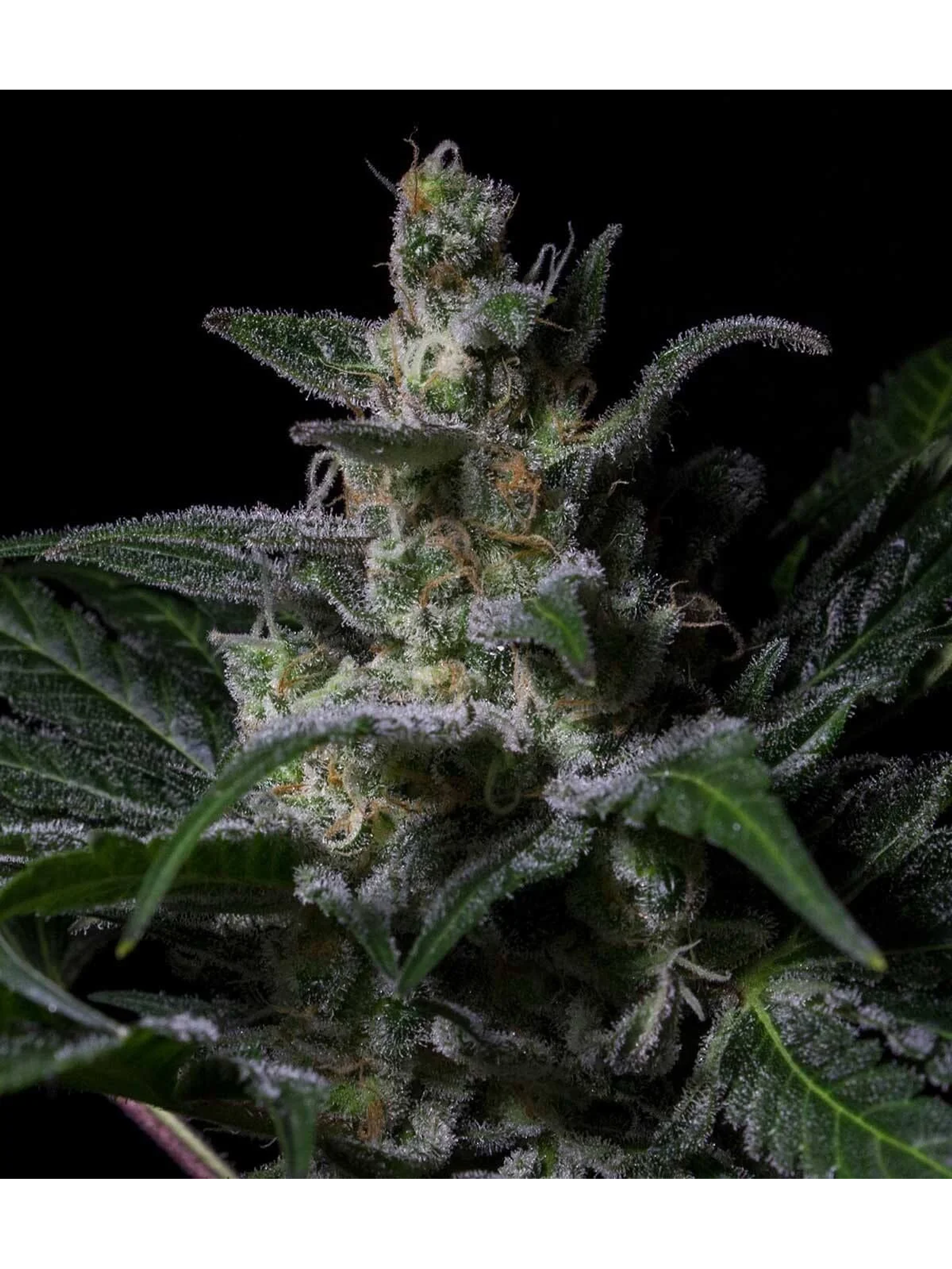 Muse Fem X3-Rkiem Seeds 1