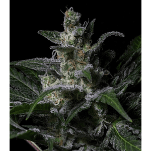 Muse Fem X3-Rkiem Seeds