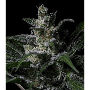 MUSE FEM X3-RKIEM SEEDS