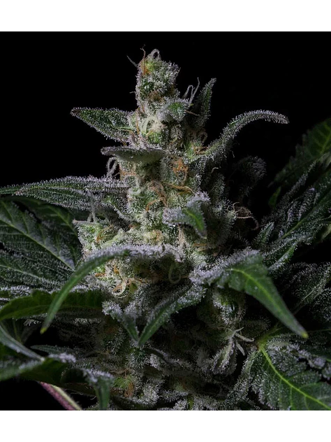 Muse Fem X3-Rkiem Seeds 1