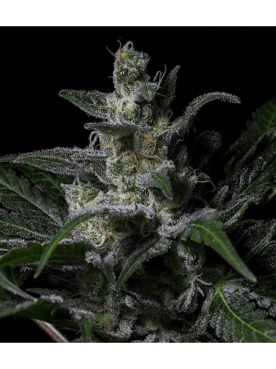 MUSE FEM X3-RKIEM SEEDS 1