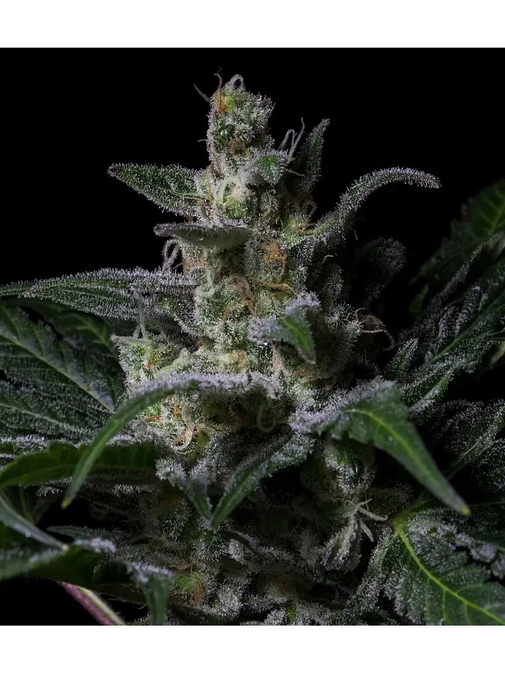 Muse Fem X3-Rkiem Seeds 1