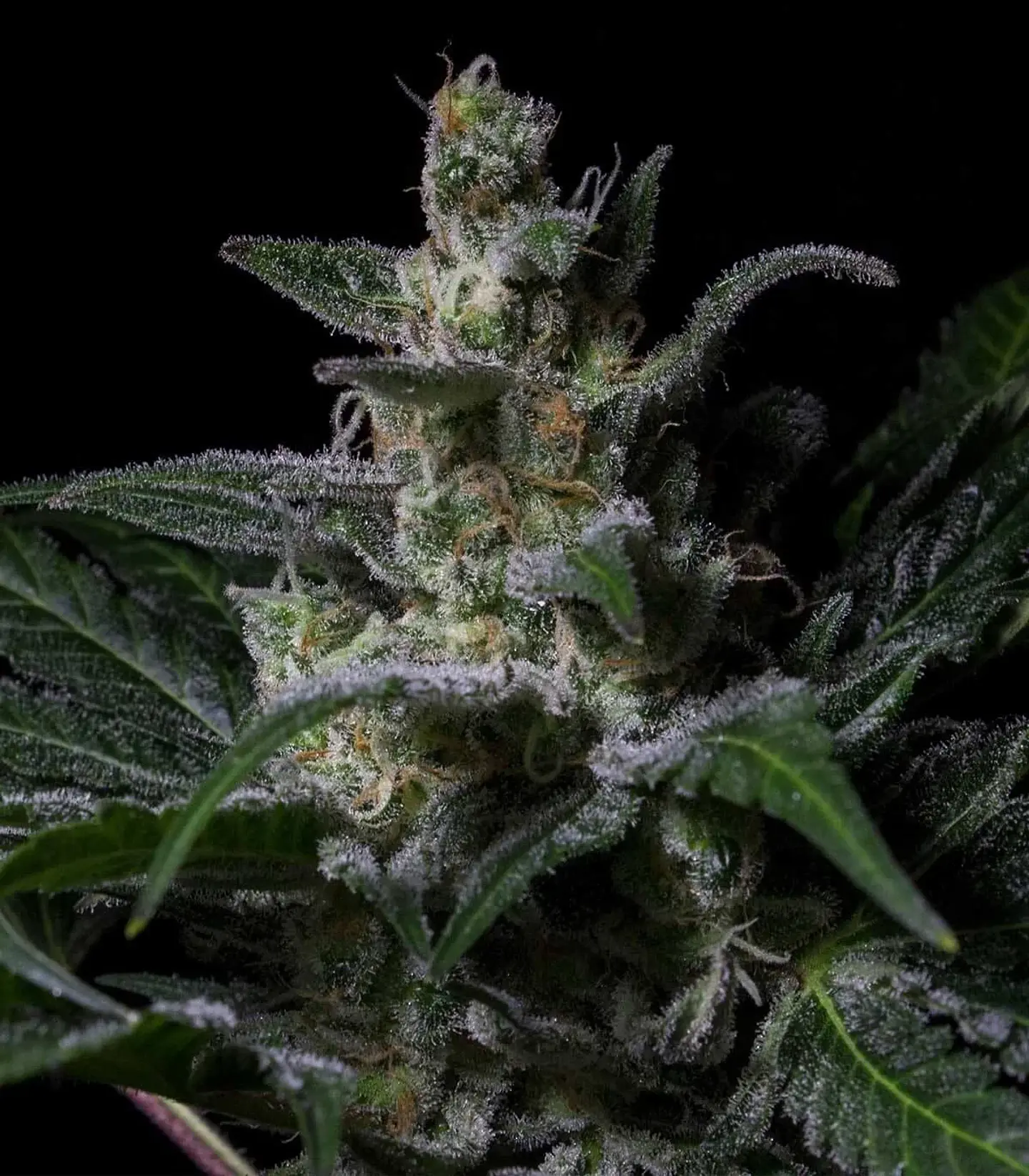 Muse Fem X3-Rkiem Seeds 1