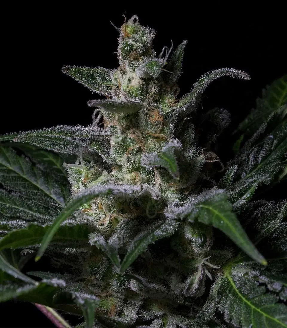 Muse Fem X3-Rkiem Seeds 1