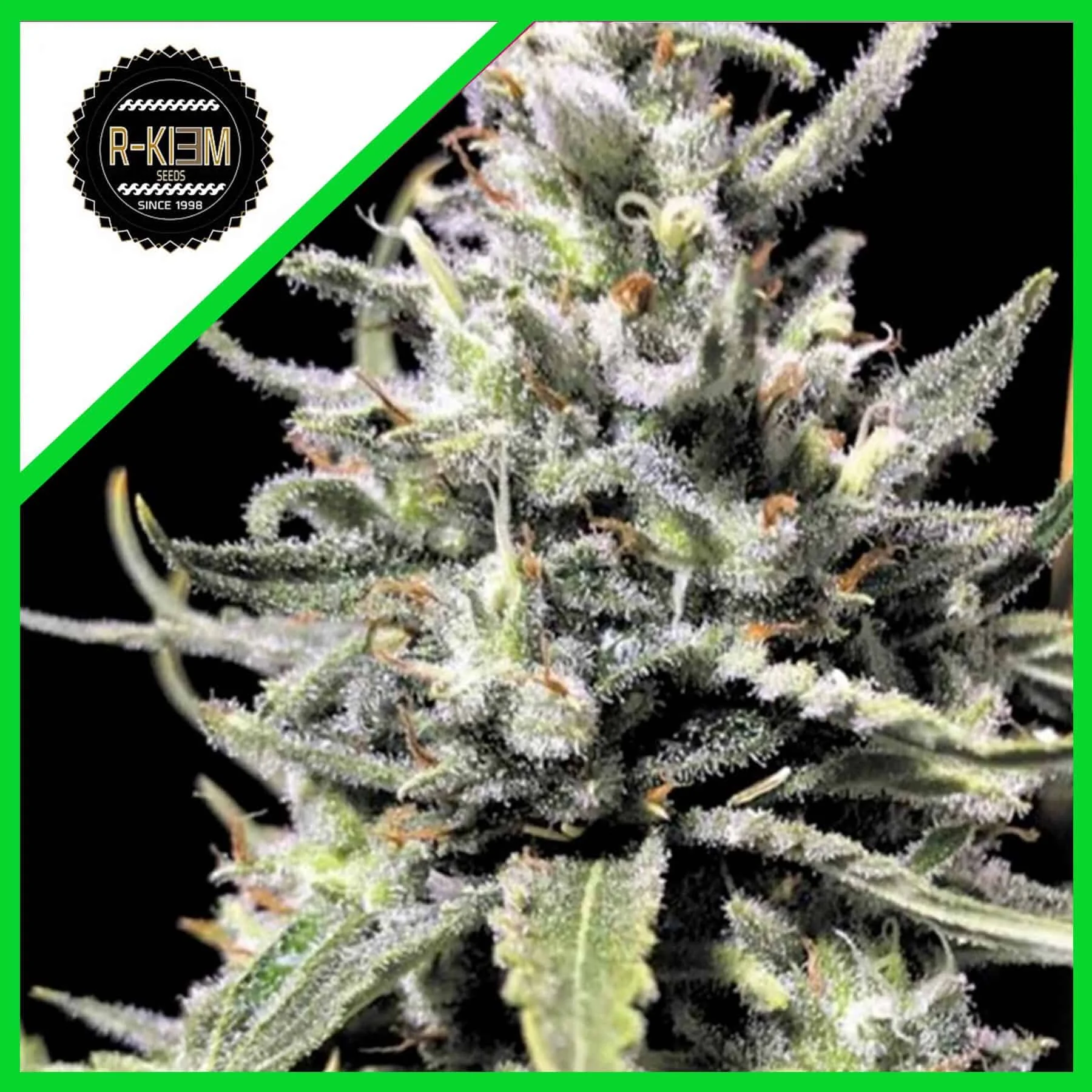 Thunder Auto X10-Rkiem Seeds 1