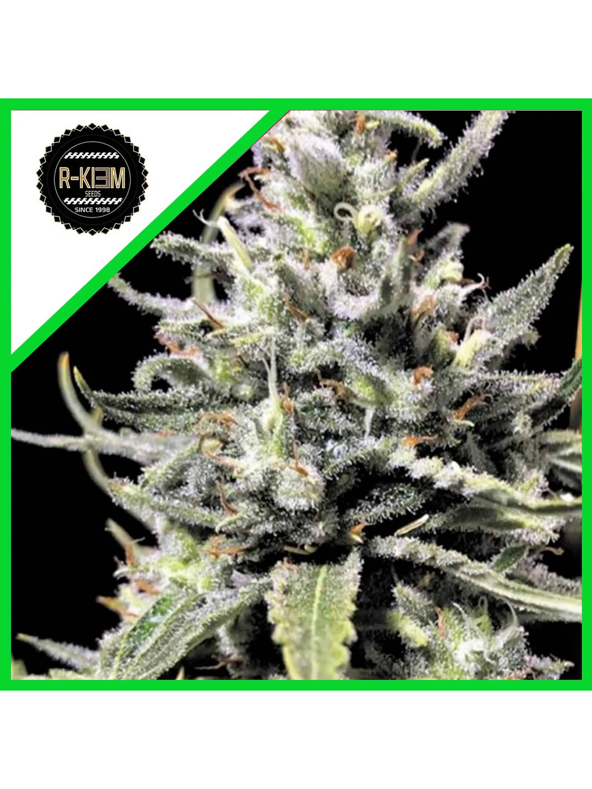 Thunder Auto X10-Rkiem Seeds 1