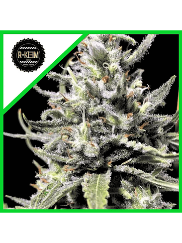 THUNDER AUTO x10-RKIEM SEEDS 1
