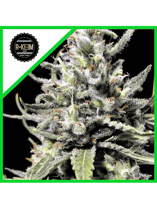 THUNDER AUTO x10-RKIEM SEEDS 1
