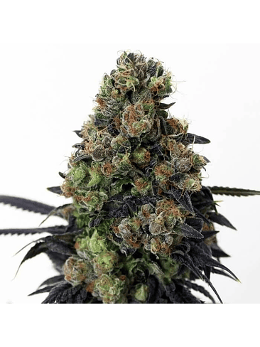 ACID DOUGH  FEM X3-RIPPER SEEDS 1