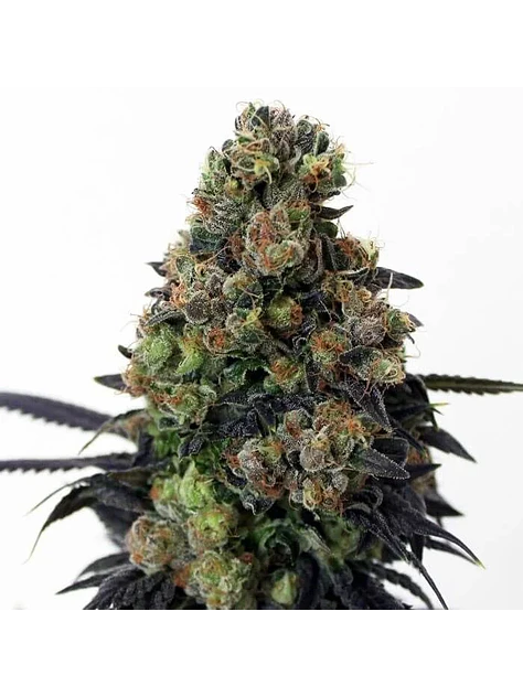 Acid Dough  Fem X3-Ripper Seeds 1