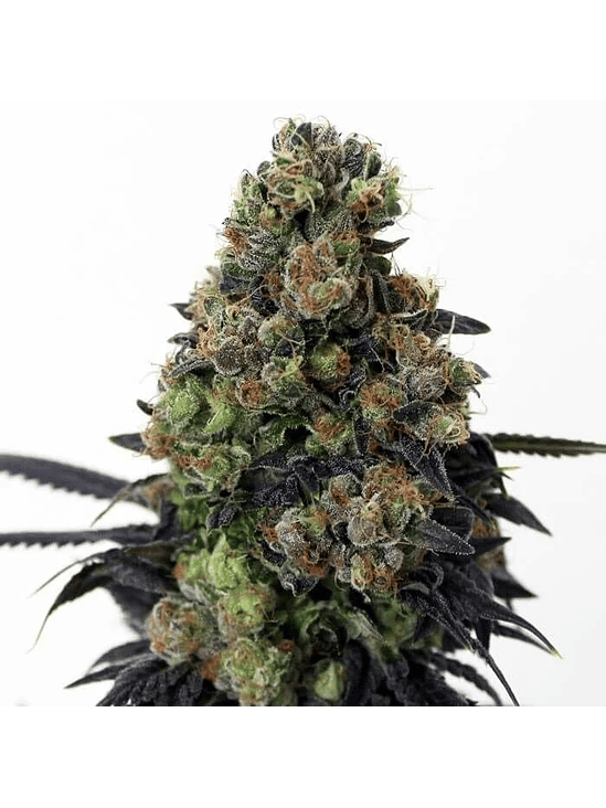 ACID DOUGH  FEM X3-RIPPER SEEDS 1