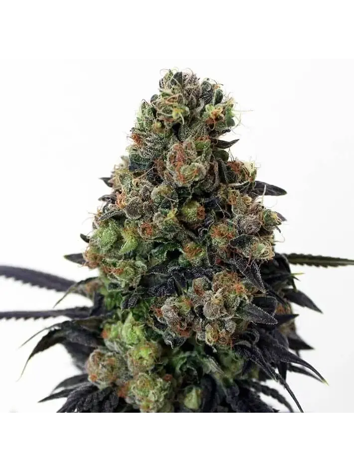 Acid Dough  Fem X3-Ripper Seeds 1