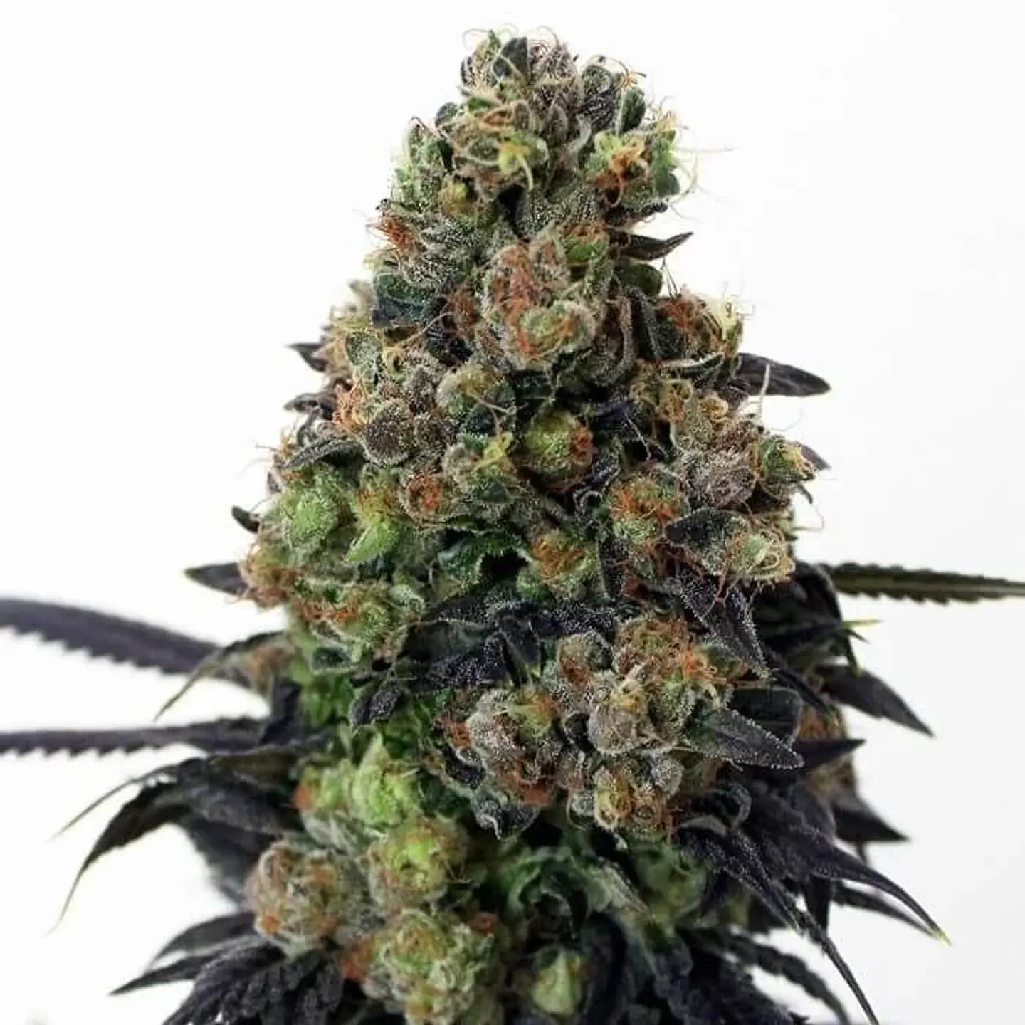 Acid Dough  Fem X3-Ripper Seeds 1