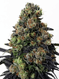 ACID DOUGH  FEM X3-RIPPER SEEDS - Miniatura 1