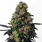 Acid Dough  Fem X3-Ripper Seeds - Miniatura 1