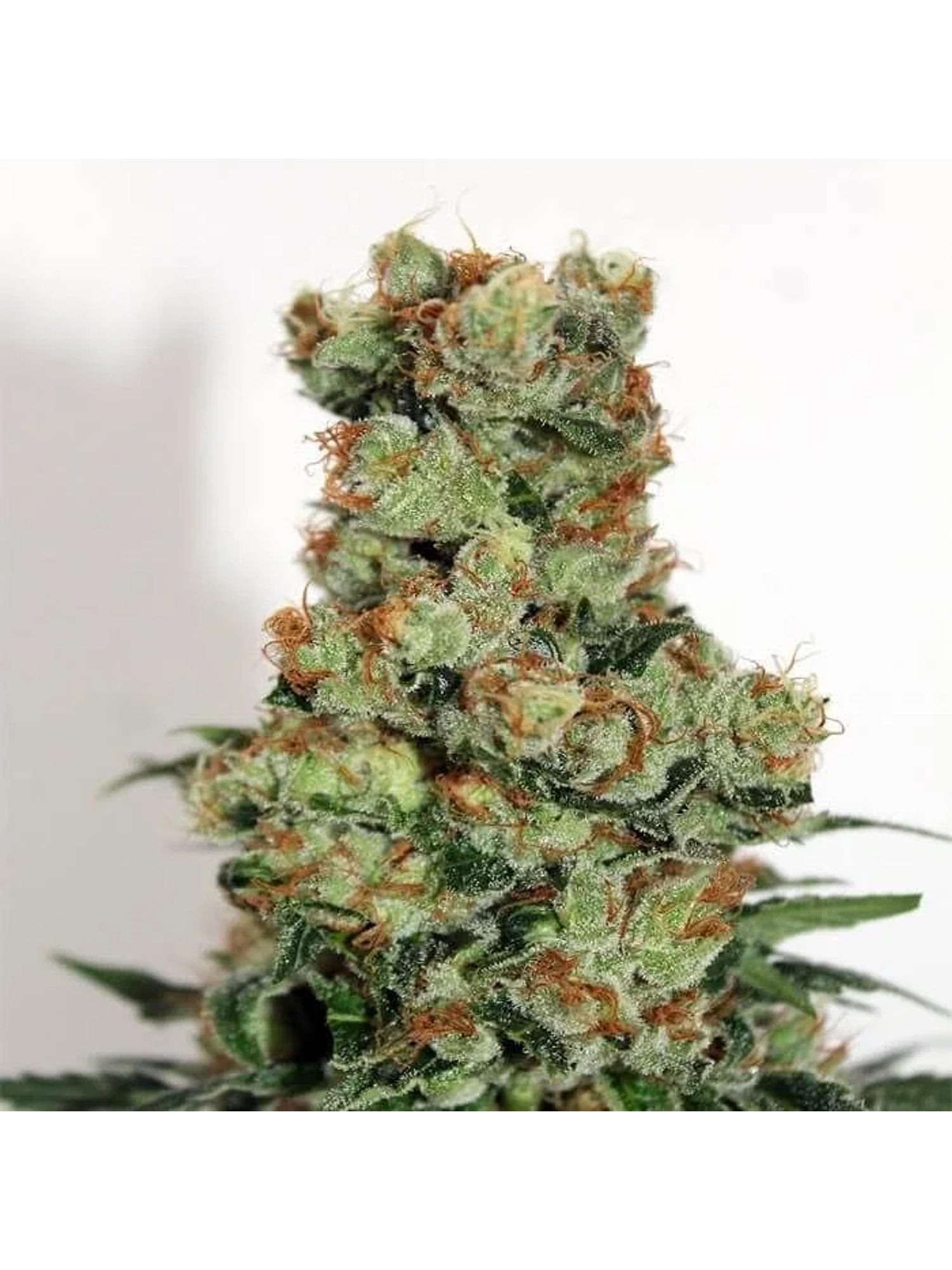 Badazz  Fem X3-Ripper Seeds 2