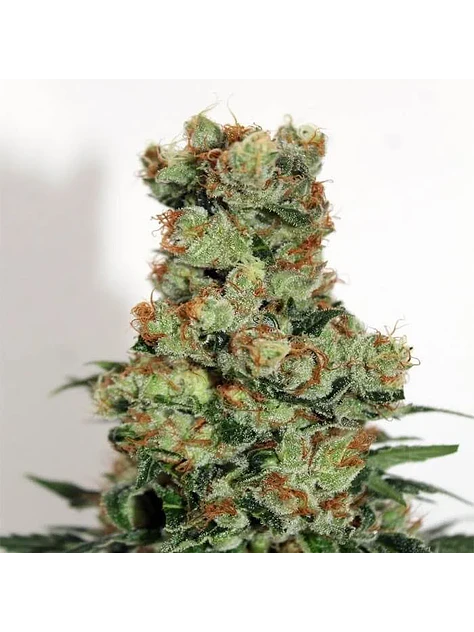 Badazz  Fem X3-Ripper Seeds 2