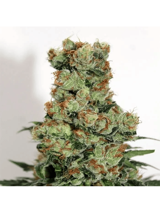 BADAZZ  FEM X3-RIPPER SEEDS 2