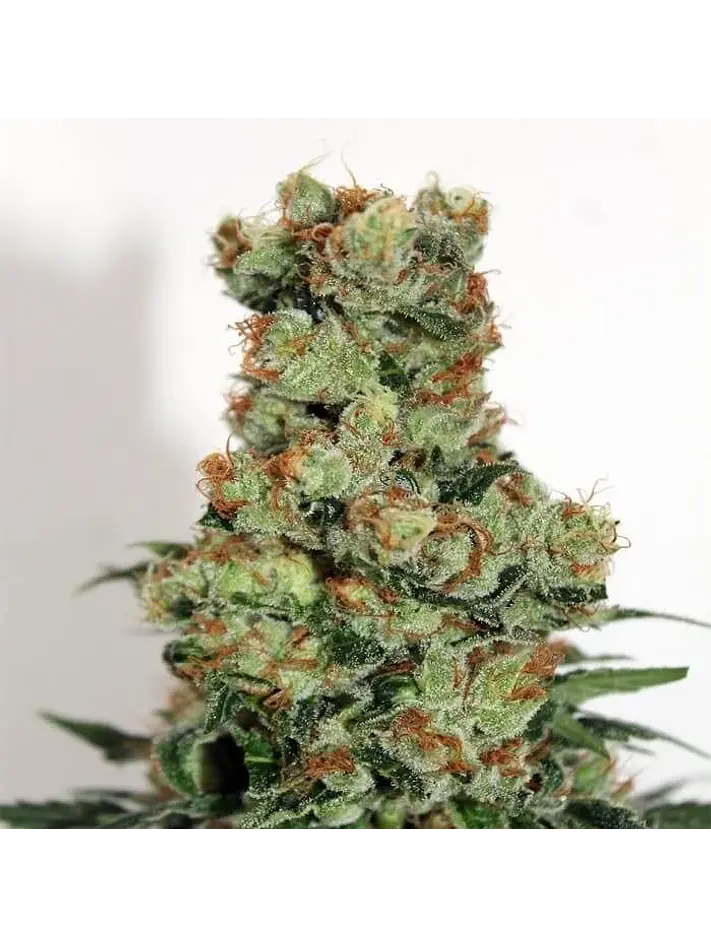 Badazz  Fem X3-Ripper Seeds 2