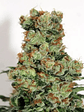 BADAZZ  FEM X3-RIPPER SEEDS - Miniatura 2