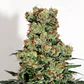 Badazz  Fem X3-Ripper Seeds - Miniatura 2