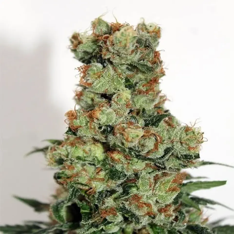 Badazz  Fem X3-Ripper Seeds 2