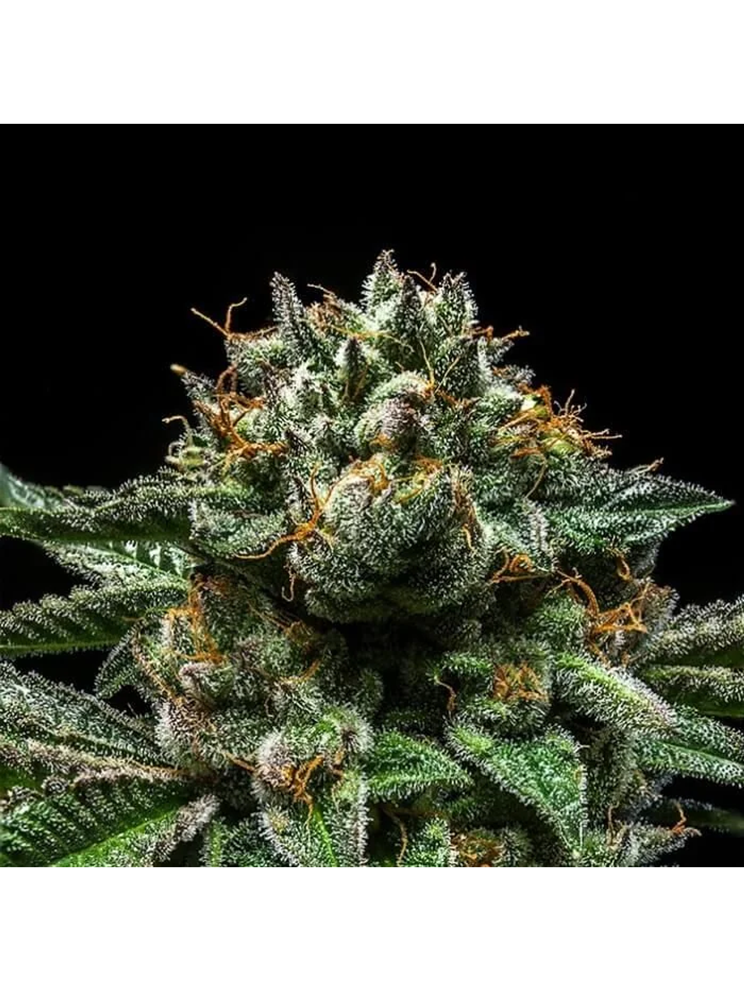 Criminal  Fem X3-Ripper Seeds 2