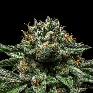 Criminal  Fem X3-Ripper Seeds