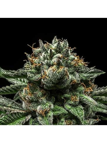 CRIMINAL  FEM X3-RIPPER SEEDS 2