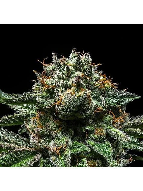Criminal  Fem X3-Ripper Seeds 2