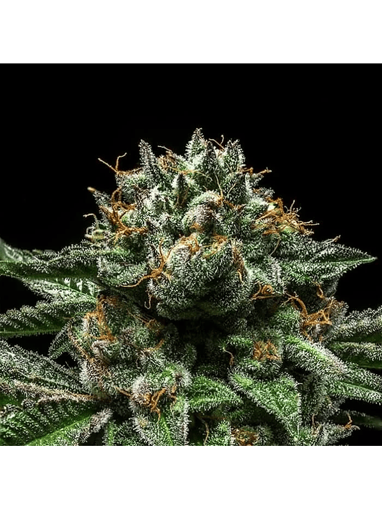 CRIMINAL  FEM X3-RIPPER SEEDS 2