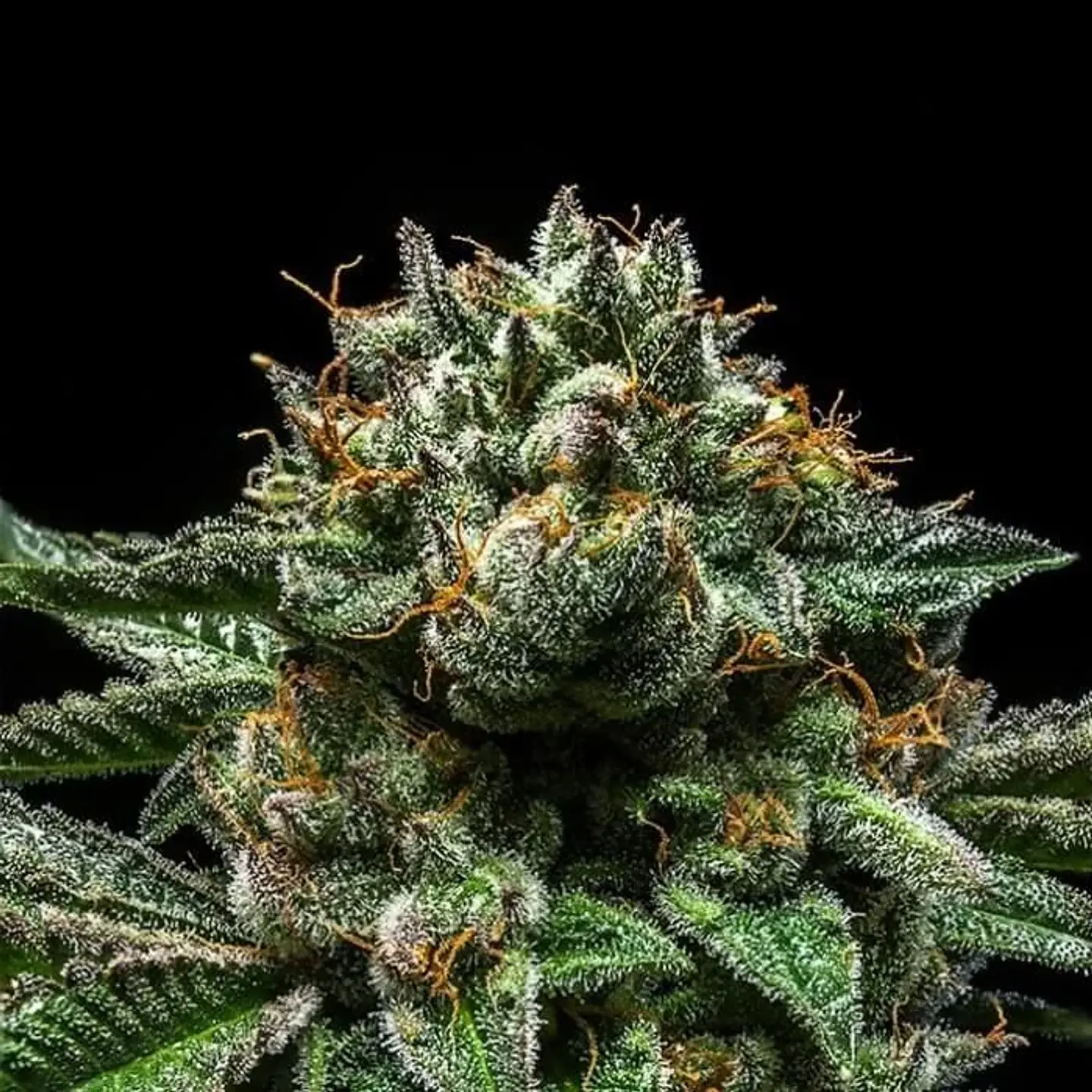 Criminal  Fem X3-Ripper Seeds 2