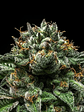 CRIMINAL  FEM X3-RIPPER SEEDS - Miniatura 2