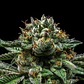 Criminal  Fem X3-Ripper Seeds - Miniatura 2