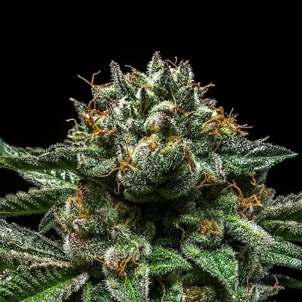 Criminal  Fem X3-Ripper Seeds 2