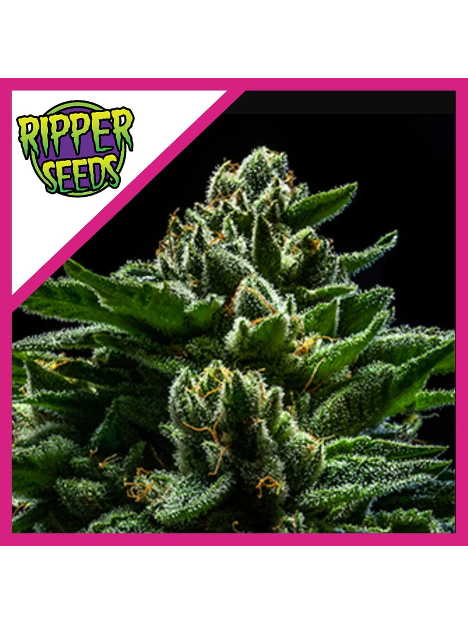 Do-G  Fem X3-Ripper Seeds 1