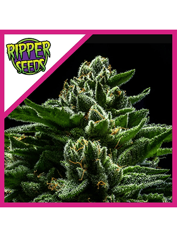 DO-G  FEM X3-RIPPER SEEDS 1