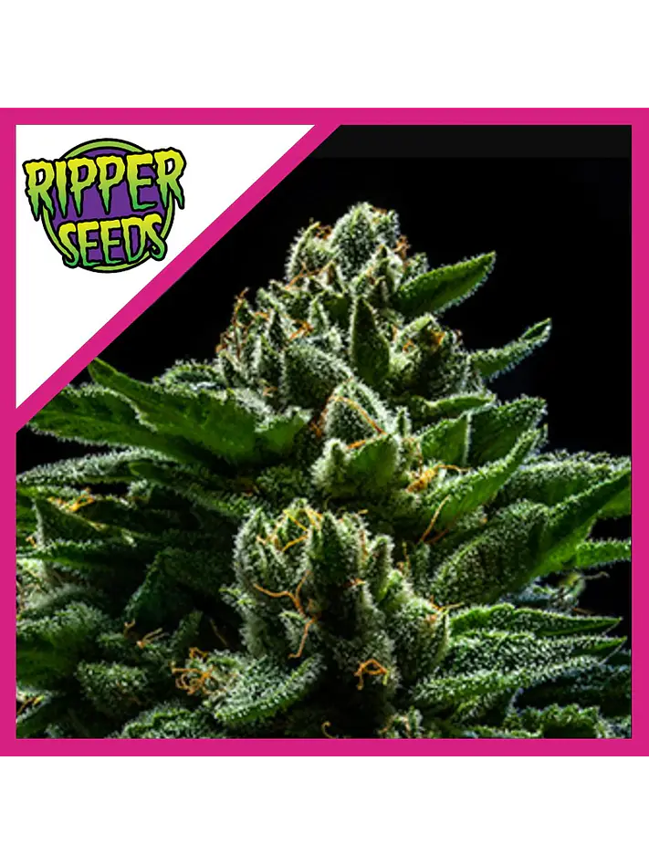 Do-G  Fem X3-Ripper Seeds 1