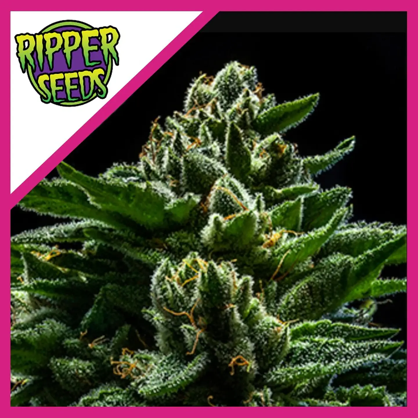 Do-G  Fem X3-Ripper Seeds 1