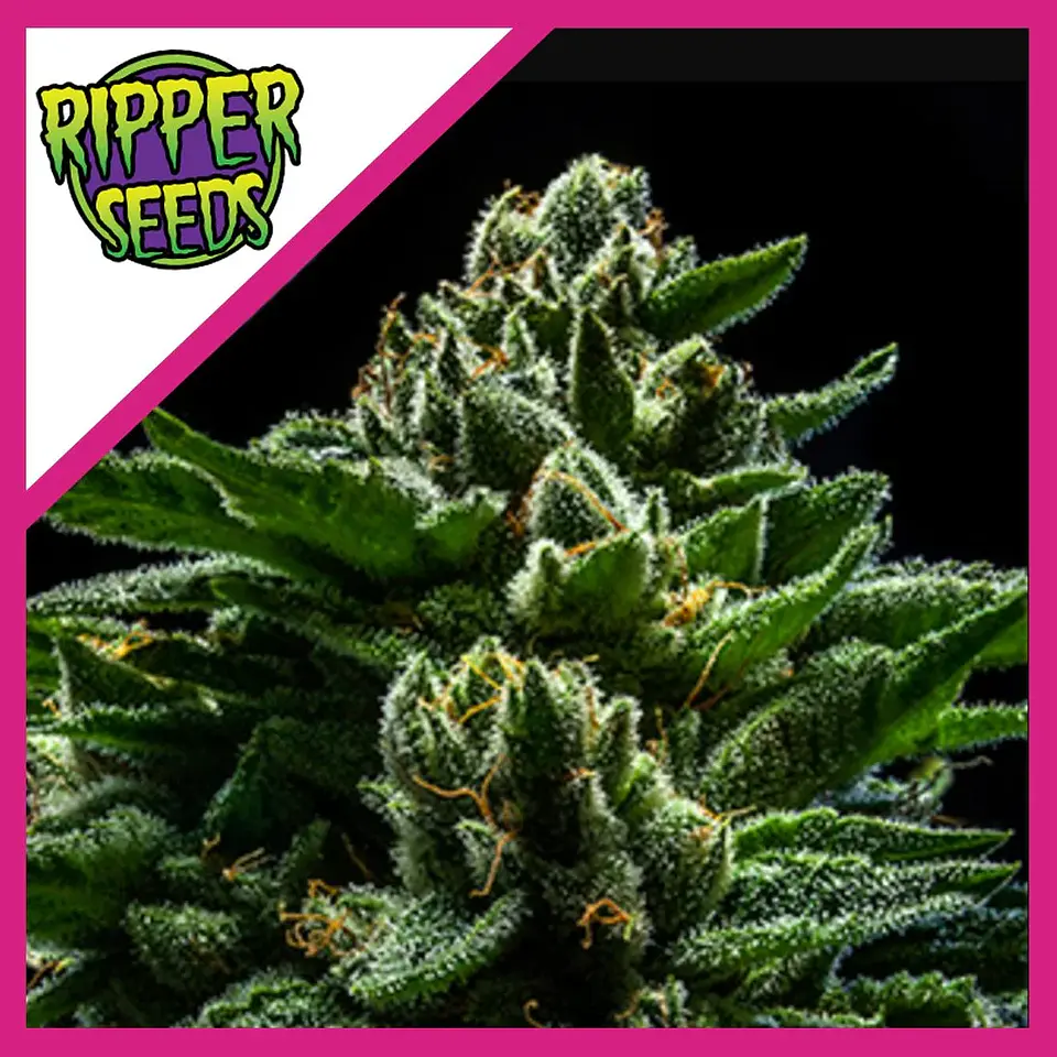 Do-G  Fem X3-Ripper Seeds 1