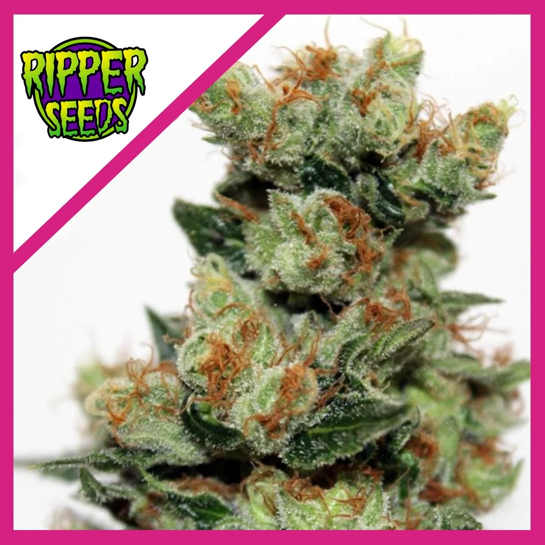 Fuel Og  Fem X3-Ripper Seeds 1