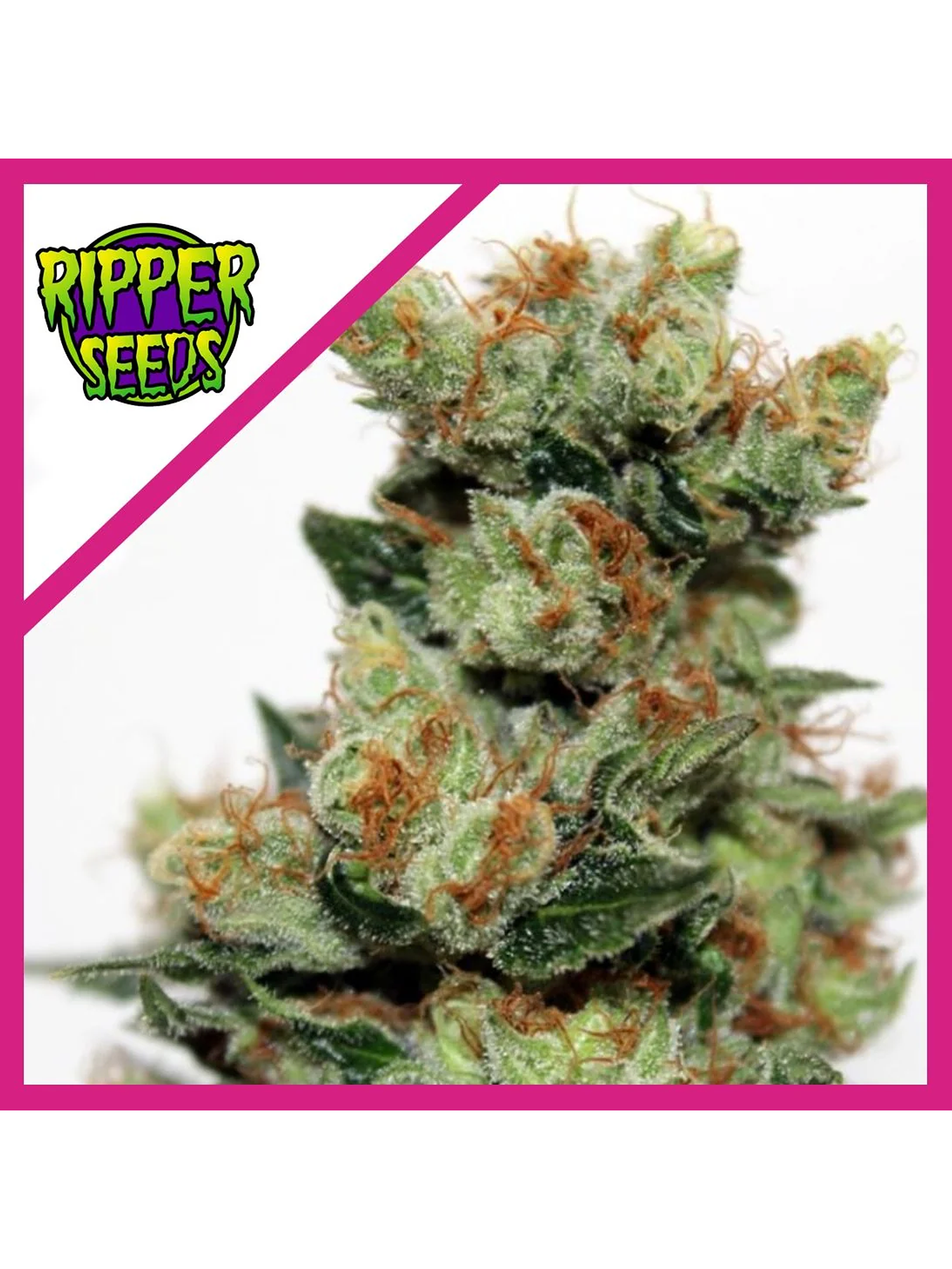 Fuel Og  Fem X3-Ripper Seeds 1
