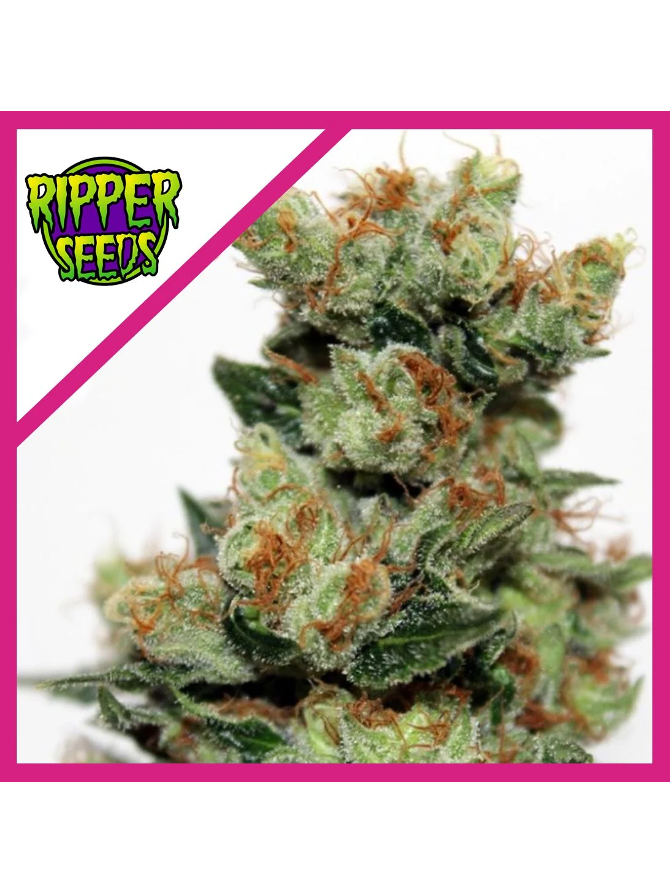 Fuel Og  Fem X3-Ripper Seeds 1