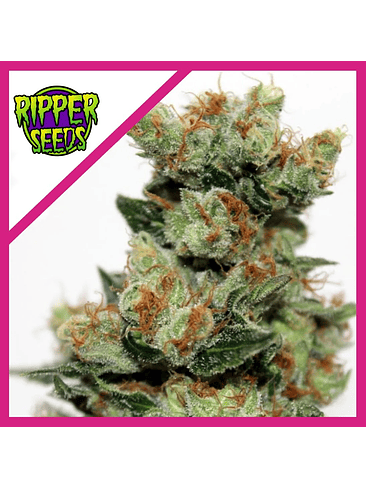 FUEL OG  FEM X3-RIPPER SEEDS 1