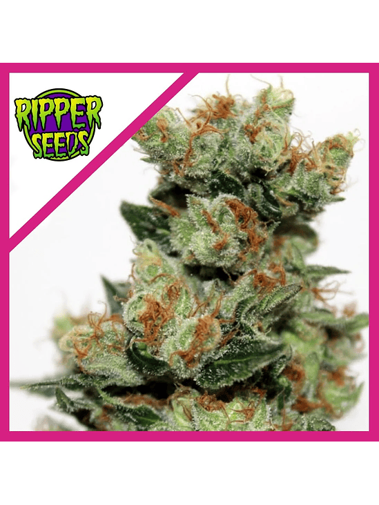 FUEL OG  FEM X3-RIPPER SEEDS 1