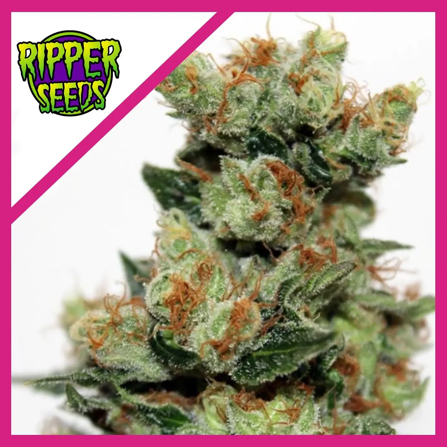 Fuel Og  Fem X3-Ripper Seeds 1