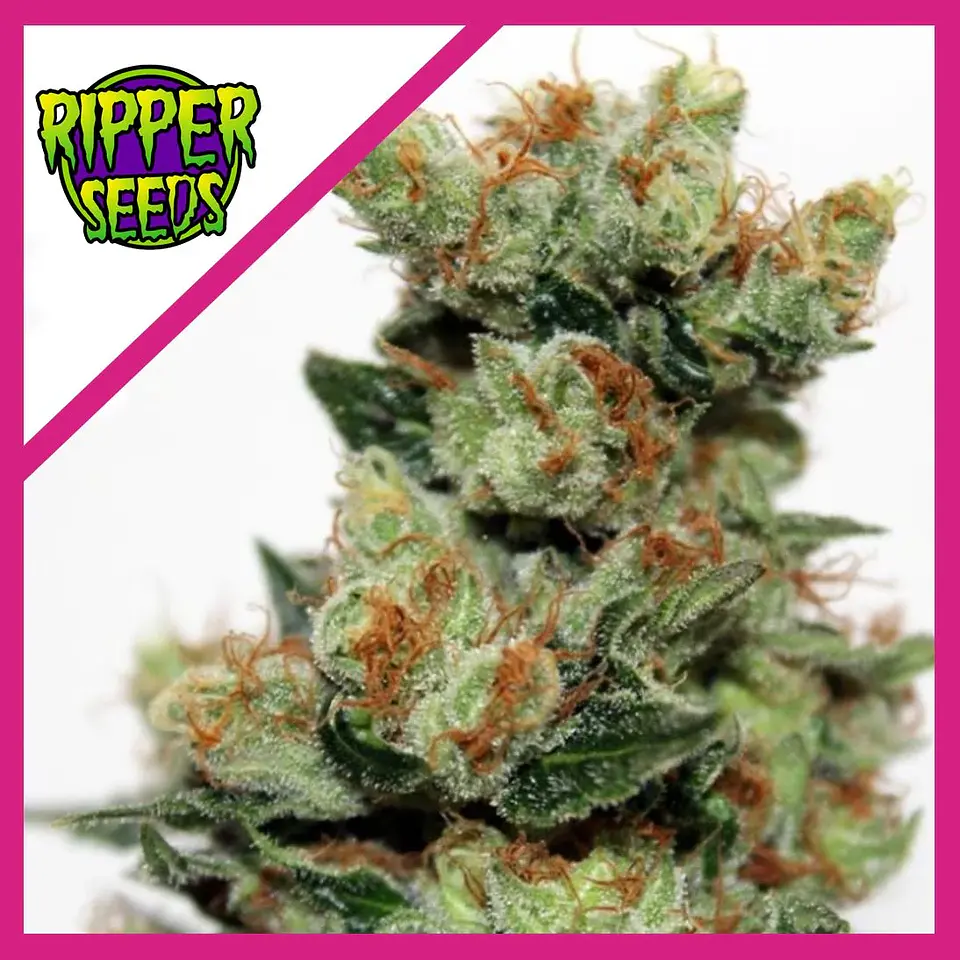 Fuel Og  Fem X3-Ripper Seeds 1
