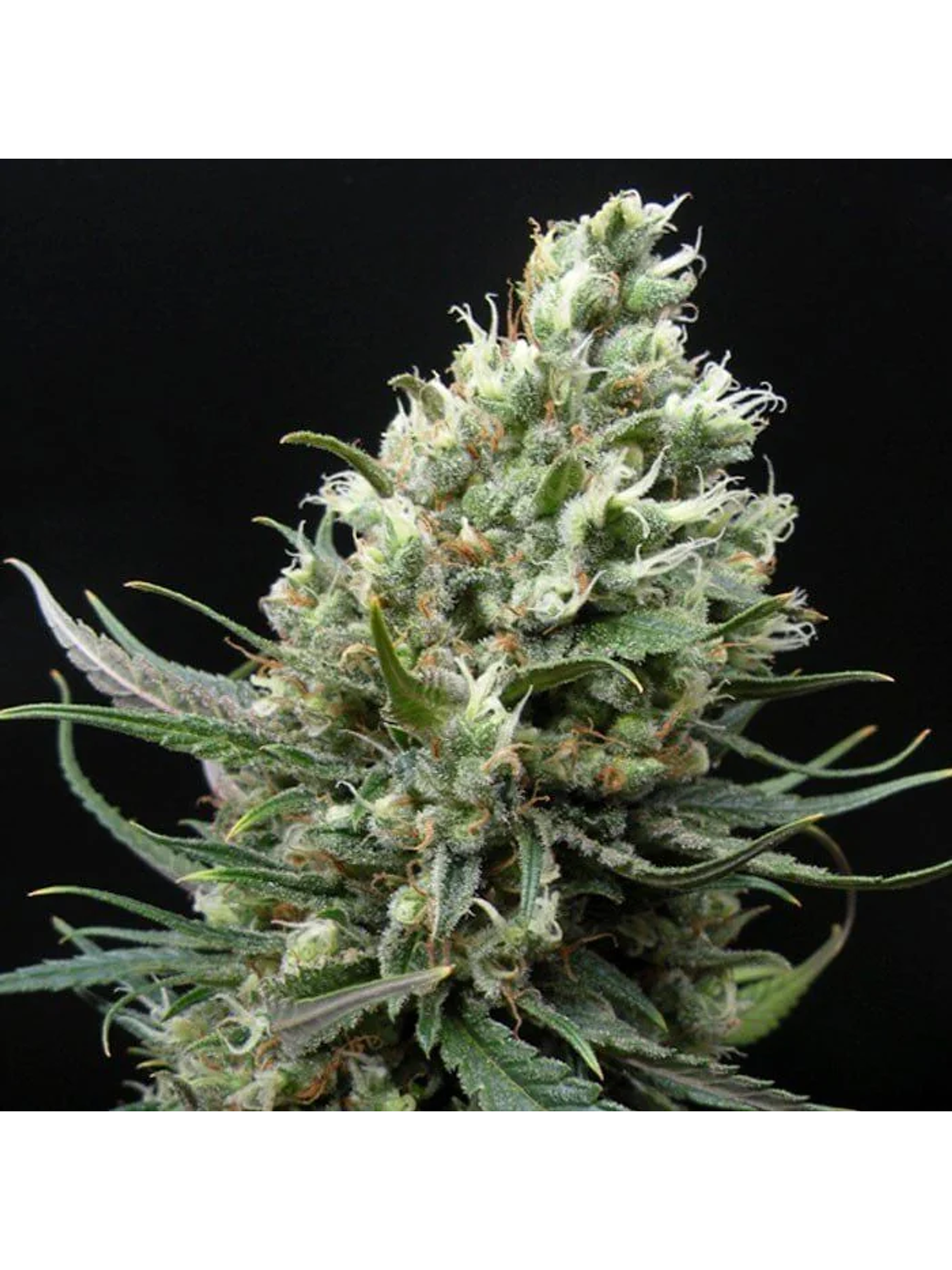 Ripper Haze Fem X3-Ripper Seeds 2