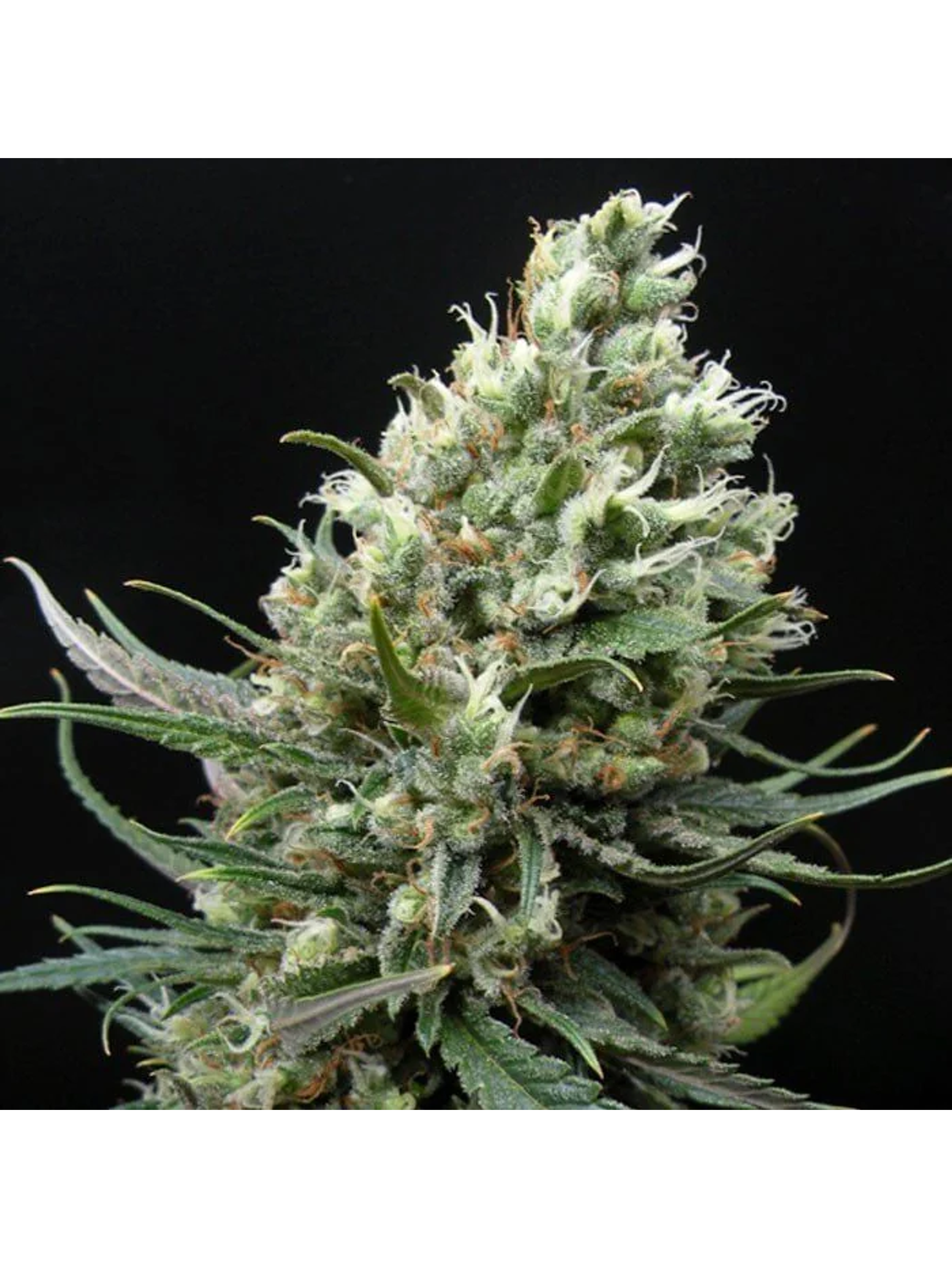 Ripper Haze Fem X3-Ripper Seeds 2