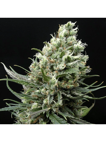 RIPPER HAZE FEM X3-RIPPER SEEDS 2